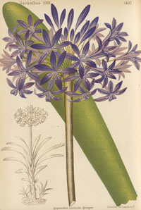 Ur Gartenflora 1901